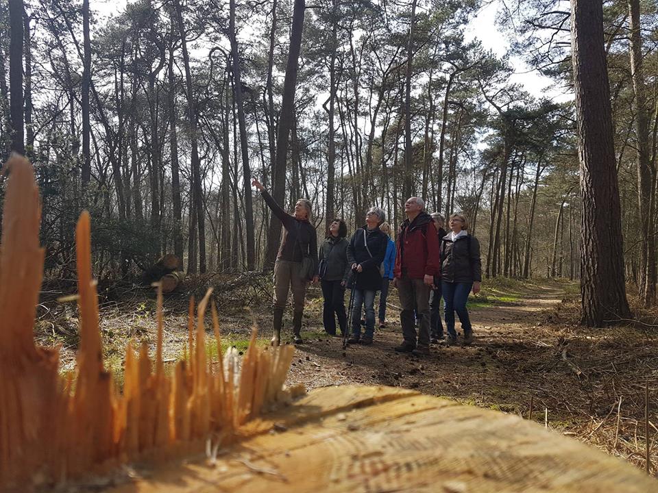 Illustration. Spoetnik. Natuurwandeling in het Zoerselbos met vertaling Nederlands - Russisch. 2017-07-22